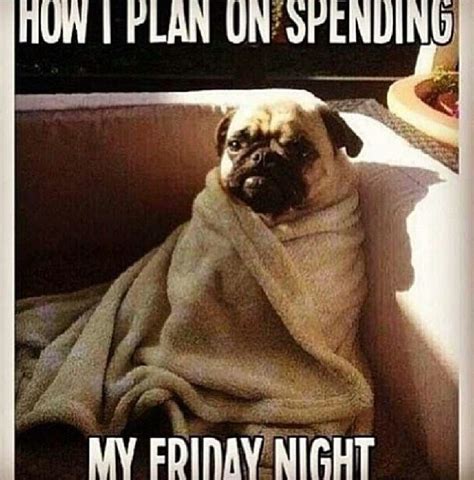 How I Plan On Spending My Friday Night Cute Pugs