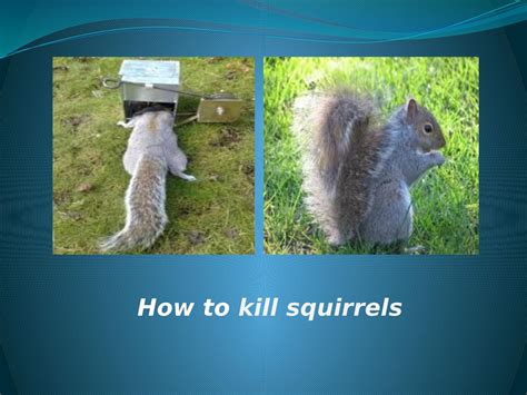 Find Here That How To Keep Squirrels Out Of Garden By How To Kill