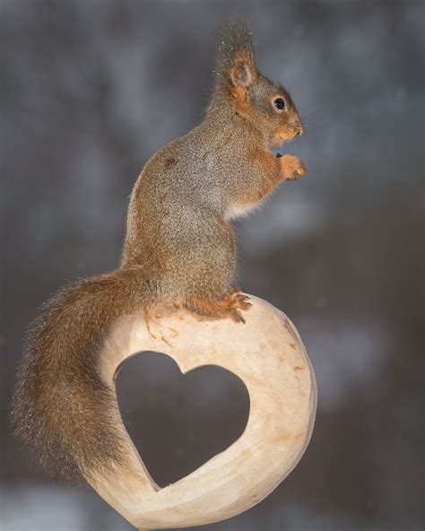 About Love Cute Squirrel Squirrel Red Squirrel