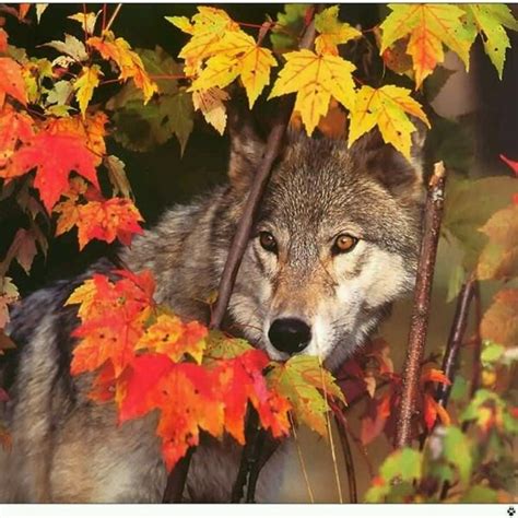 Wolves And Leaves Wolf Pictures Wolf Images Animals