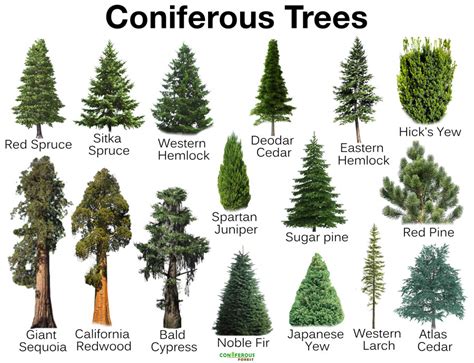 What Is A Conifer List Of Names And Types Of Evergreendeciduous Trees