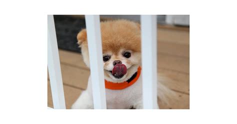 Behind Bars Pictures Of Boo The Cute Pomeranian Popsugar Pets Photo 4