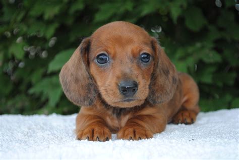 Round lake kennel is a small country kennel located in the. Dachshund Puppies For Sale In Michigan - Pets Ideas