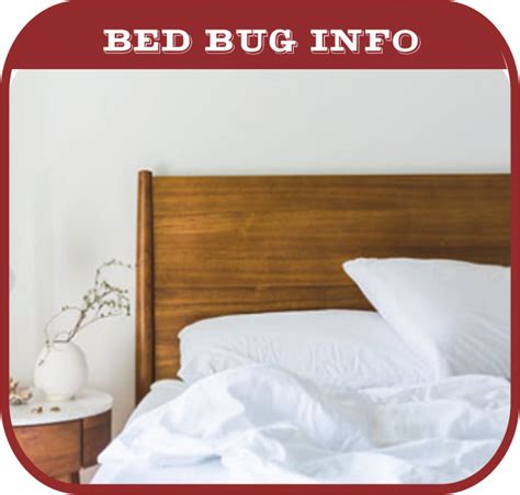 Bed Bug Solutions Cincinnati 100 Success And One Year Warranty