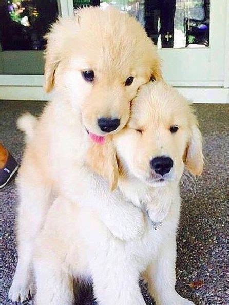 Baby Cute Baby Fluffy Golden Retriever Puppies