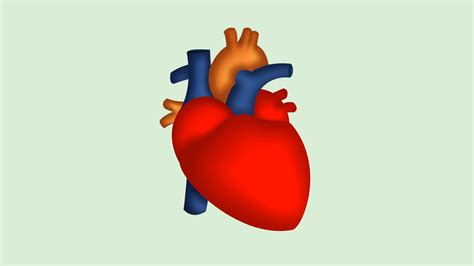 Como Desenhar Um Coração Humano 5 Passos Com Imagens