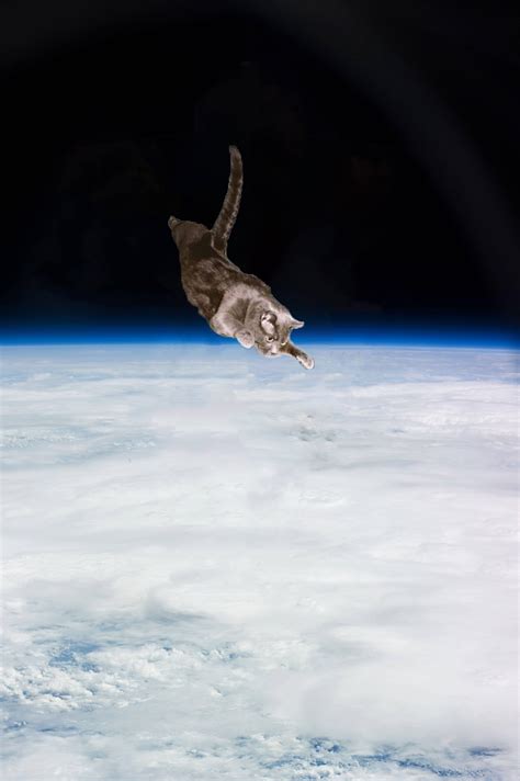 Psbattle A Cat Jumping Photoshopbattles