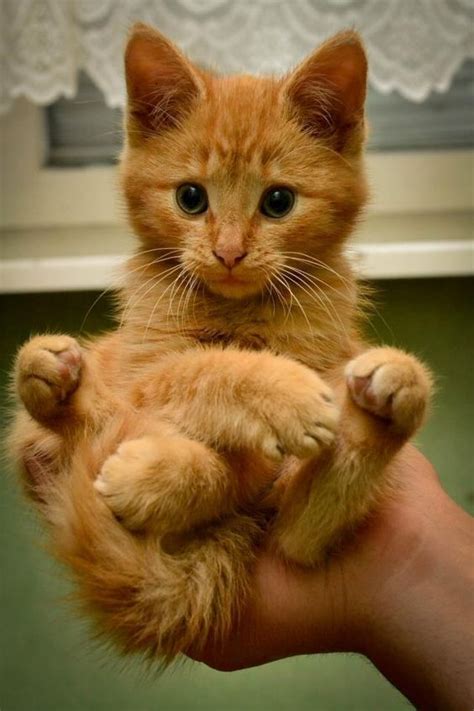 this cat being held up by a human hand is so adorable gingercat kitty humanhand cutecat cute