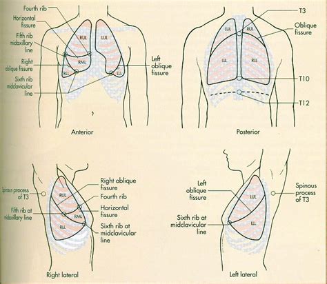 Lung Fields Diagram Photos