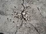 Termites Coming Through Wall Photos