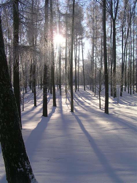 Bakgrundsbilder Vinter Parkera Snö Träd Väg Träig Växt