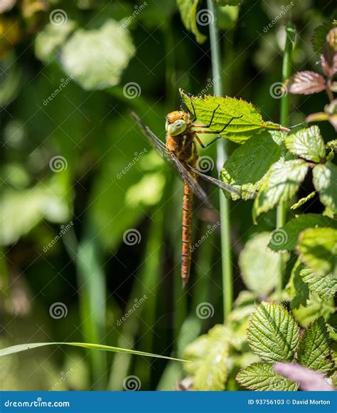 Brown Hawker Dragonfly Stock Image Image Of Captured 93756103