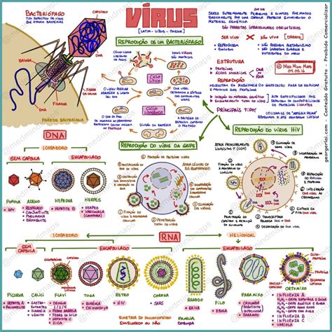 Mapa Mental Vírus E Bactérias Ensino