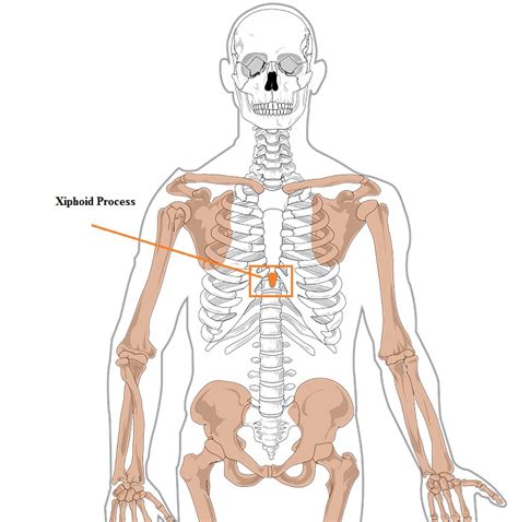 What Is The Xiphoid Process And Where Is It Located The Healthy Apron