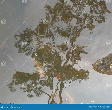 Reflection Of Clouds In Ponds With Water And Vegetation Stock Photo