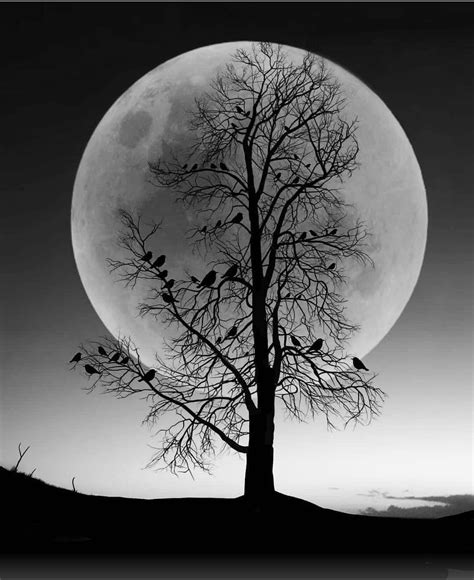 Pin By Molaezahra 61261 On Gg Silhouette Photos Moon Photography