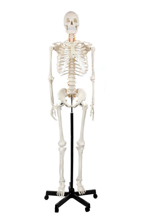 Axialappendicular Skeleton Quiz Quizizz