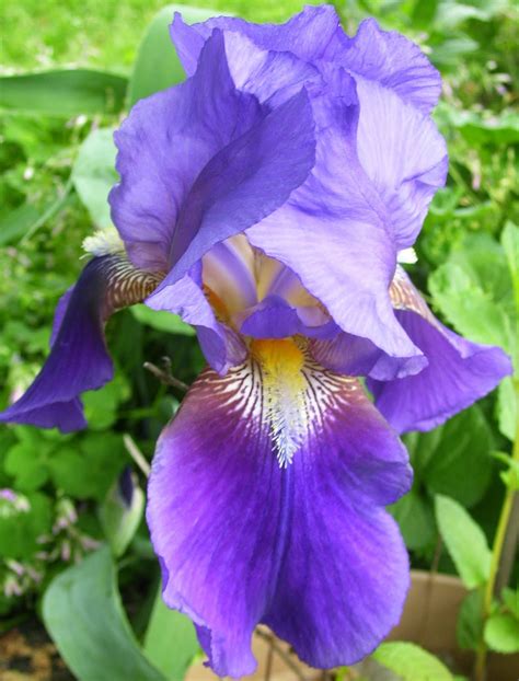 Peridotsgardenblog Purple Irises Are Blooming