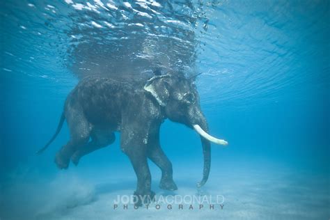 Rajan The Elephant Swimming In The Andaman Islands Jody Macdonald