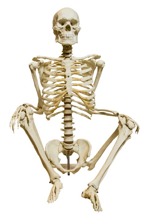 Esqueleto Humano Wikipedia La Enciclopedia Libre