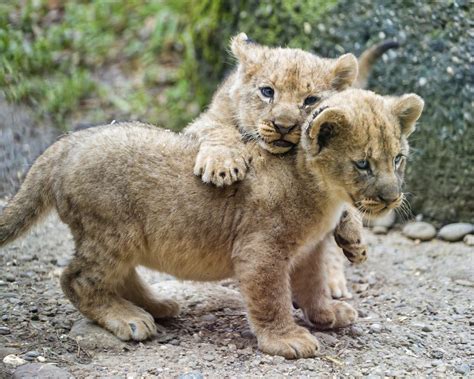 Photos De Lions Sauvages • Les Plus Belles Photos Par Bonjour Nature