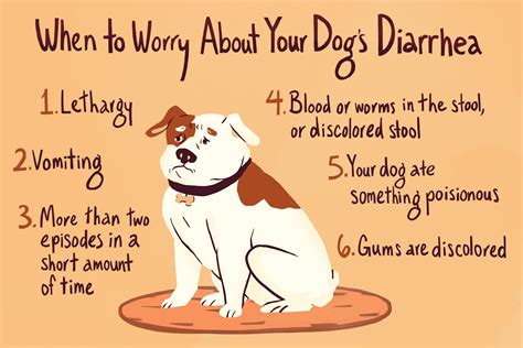 Effective Home Remedies For Treating Diarrhea In Dogs Expert Tips