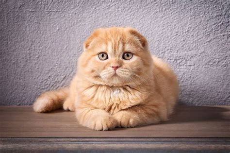 Scottish Fold The Ultimate Guide To Their History Types