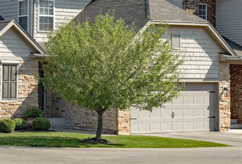 The Best Trees For Small Yards Securcare Self Storage Blog
