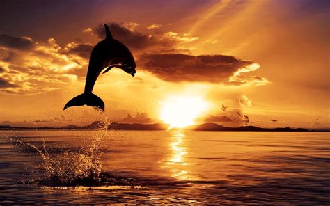 Download 87 Sunset Iphone Dolphin Wallpaper Gambar Gratis Terbaru