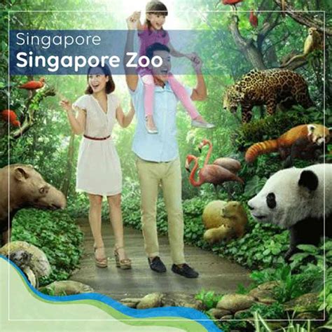 Panduan Wisata Singapore Zoo Lokasi Review Rute And Fasilitas Blibli