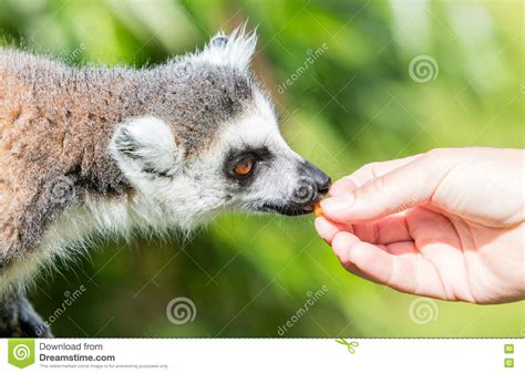 Lemur With Human Hand Selective Focus Stock Photo Image Of Prepared