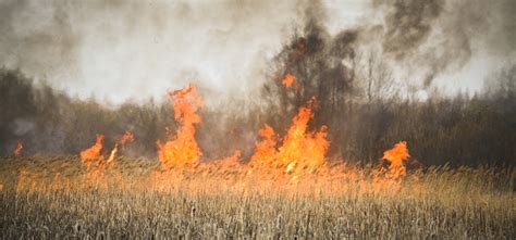 Grass Fires Follow Floods Heres What You Need To Know Climate Council
