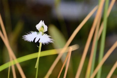 The White Egret Flower Habenaria Radiata