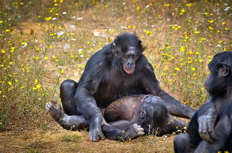 High Quality Stock Photos Of Bonobos Pan Paniscus