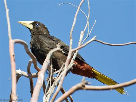 Crested Oropendola An Escapee Seen At Coyote Hills Regiona Flickr