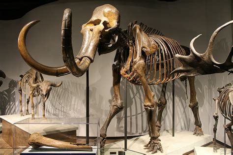 Vermont State Fossil Mount Holly Mammoth And Charlotte Whale