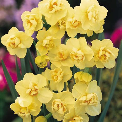 Narcissus Yellow Cheerfulness Daffodils Bulb Flowers Fragrant Flowers