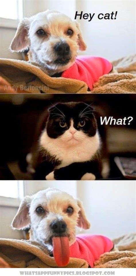 Cat Funny Memes Dog Pictures