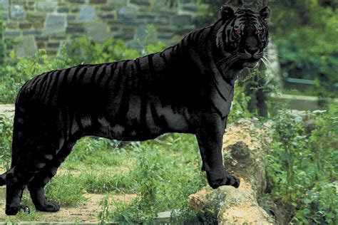 The Black Tiger A Veritable BÊte Noire Of Mystery Cats Where