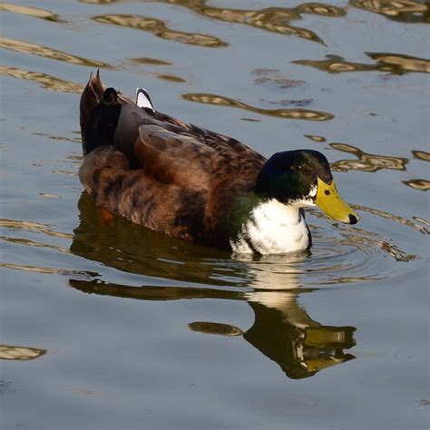 Mallard Hybrid Mallardmuscovy Duck Hybrid In The Grounds Flickr
