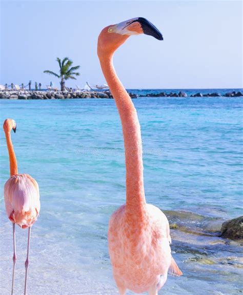 Pink Flamingo On The Beach Stock Image Image Of Blue 112581107