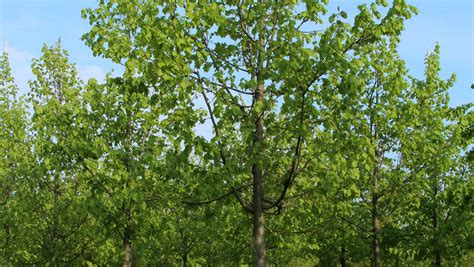 Tilia Cordata Greenspire Treeebb Online Tree Finding Tool Ebben