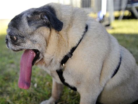 Worlds Ugliest Dog Competition Won By Beagle Boxer Basset Mix