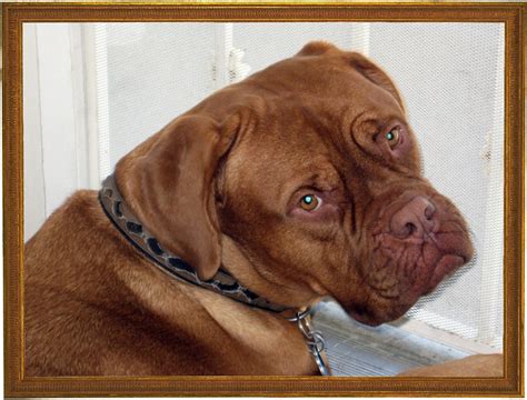 Our adoption fees are $450. 55+ French Mastiff Puppies For Sale Near Me - l2sanpiero
