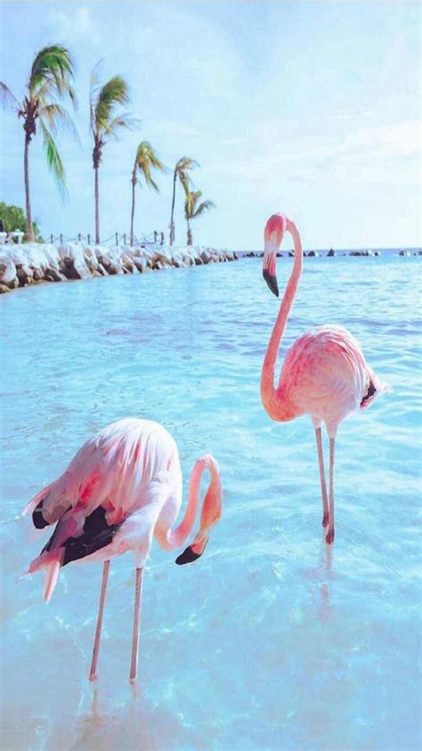 Flamingo Bird Hd Wallpaper