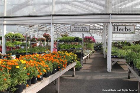Merrifield Garden Center Plants Janet Davis Explores Colour