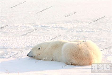 Polar Bear King Of The Arctic Stock Photo Picture And Low Budget