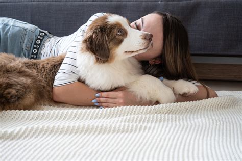 Are Australian Shepherds Hypoallergenic Find Out Now Pet Advisers