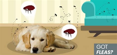 Effective Ways To Combat Fleas In The House Best Pest Control Products