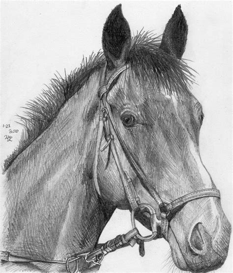 Horse Head Sketch By Bricktransformer555 On Deviantart
